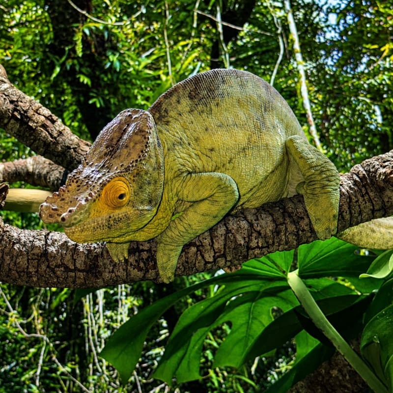 A light green chameleon rests on a tree branch in the foreground, with lush green foliage filling the background.