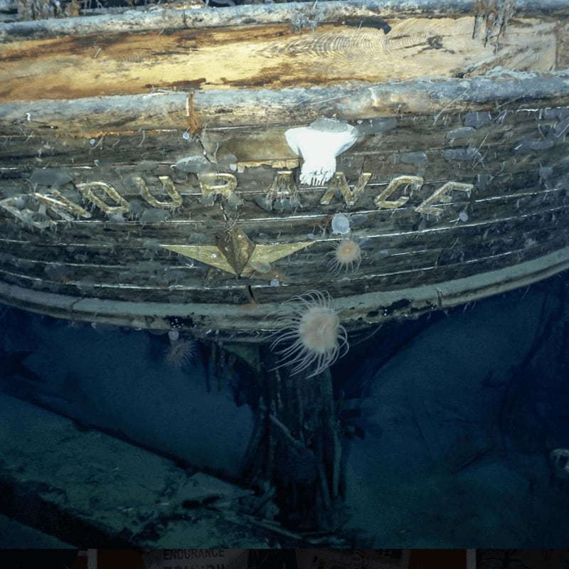Barnacles and anemones adorn the weathered wooden hull of the Endurance, resting on the sandy seabed.