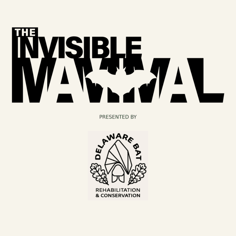 Bold black text reading "THE INVISIBLE MAMMAL" with a bat silhouette in the center is displayed above a circular logo for "DELAWARE BAT REHABILITATION & CONSERVATION" on a cream-colored background.