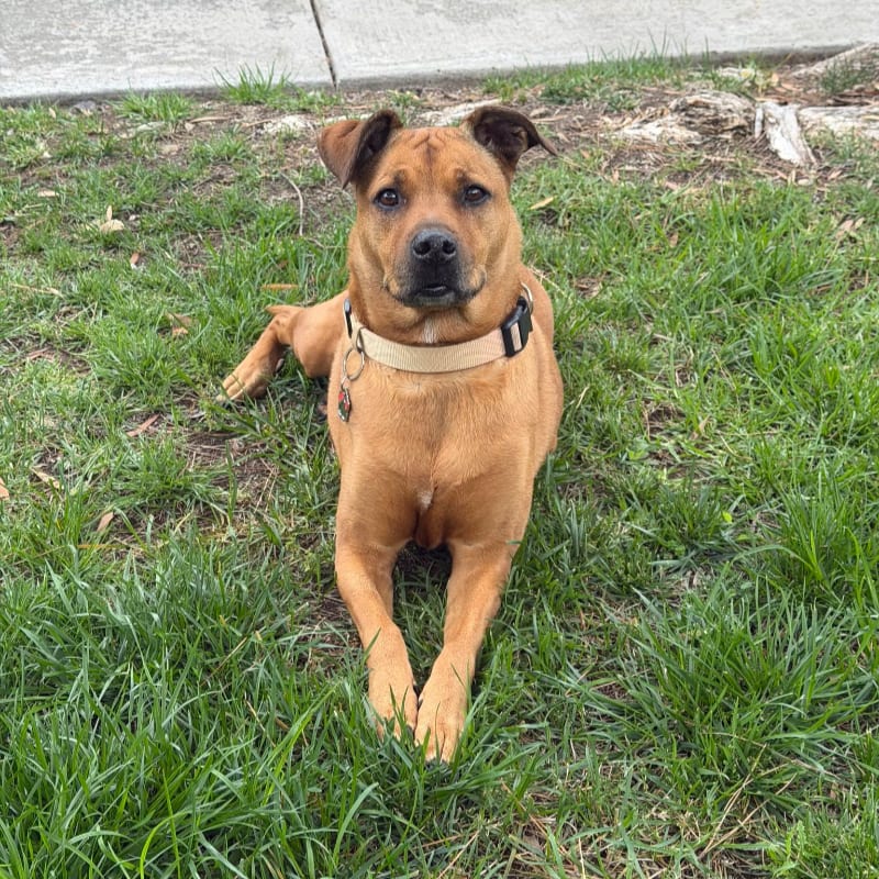 A brown dog with a tan collar lies on green grass in the foreground, with a concrete sidewalk and bare ground in the background.