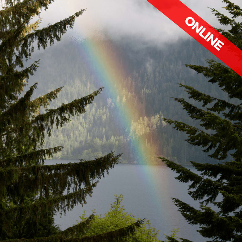 Pine branches frame a vibrant rainbow arcing over a misty lake and forested mountains.