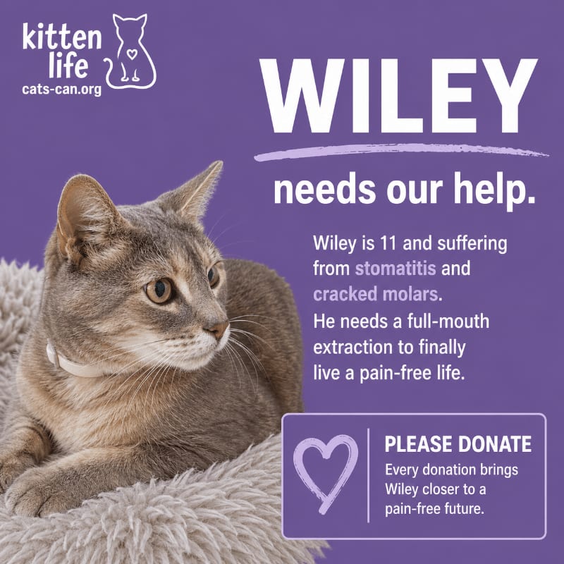 A grey tabby cat with a white collar rests on a fluffy white bed in the foreground, while the background is a solid purple with text detailing the cat's medical needs and a donation request.