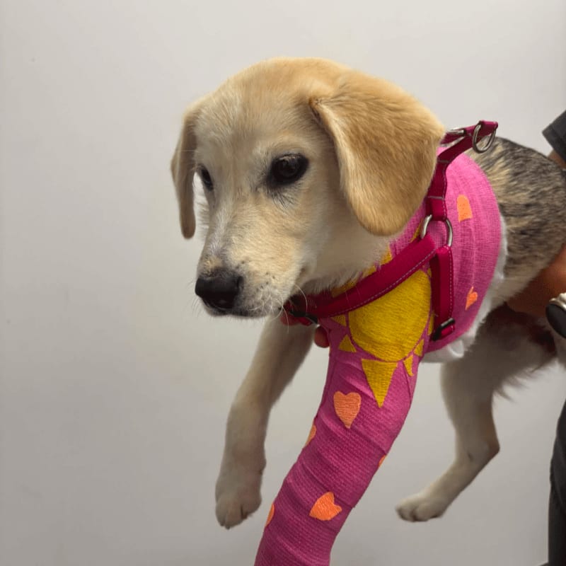 A light-colored puppy with a pink and yellow bandage on its leg is held against a plain white background.