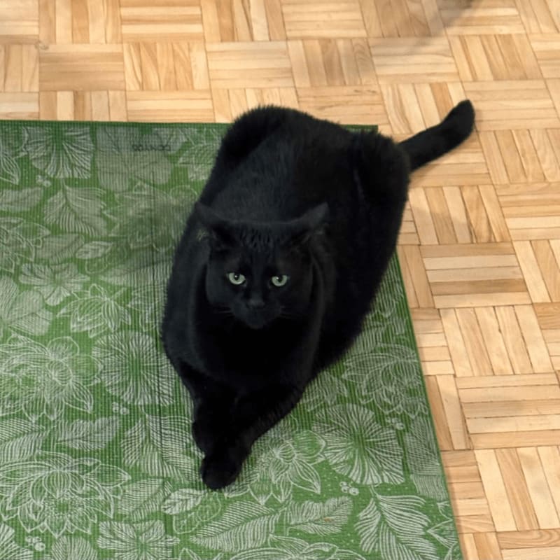 A fluffy black cat with green eyes sits on a floral green yoga mat, with a light wood floor in the background.