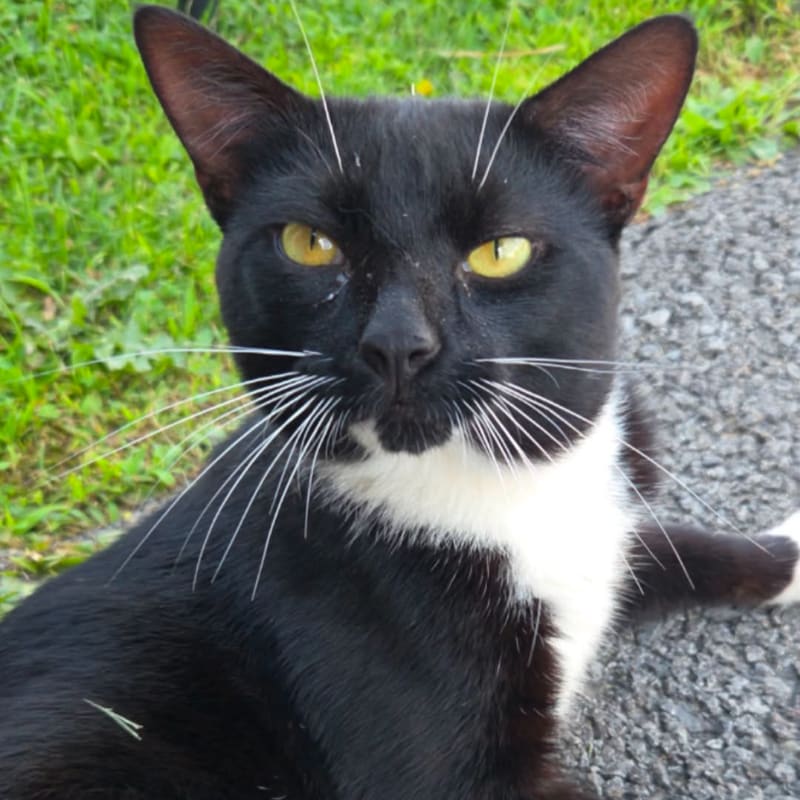 A black and white cat with yellow eyes lies on a gravel path in front of a grassy background.