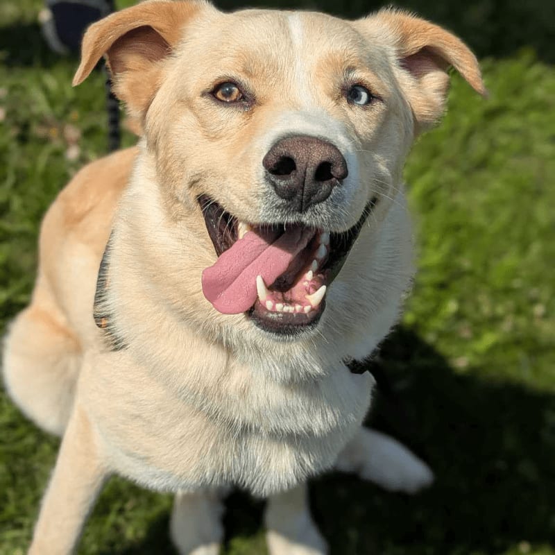 A happy, light-colored dog with heterochromia sits on green grass, with a blurred background of a person and more grass.
