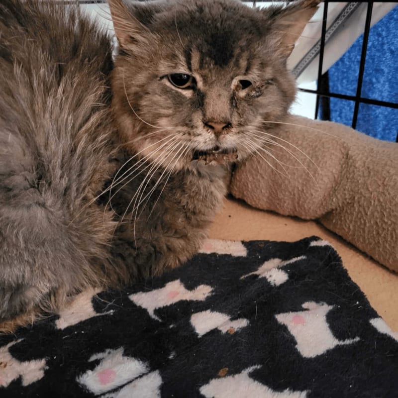 A fluffy gray cat with a sad expression rests on a patterned blanket in the foreground, while a beige cushion and a wire cage are visible in the background.