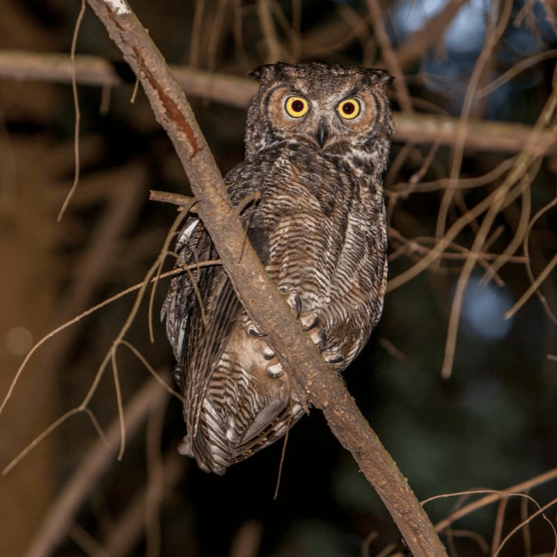 A great horned owl with bright yellow eyes perches on a bare branch in the foreground, while a dark, blurry background suggests a nighttime forest.
