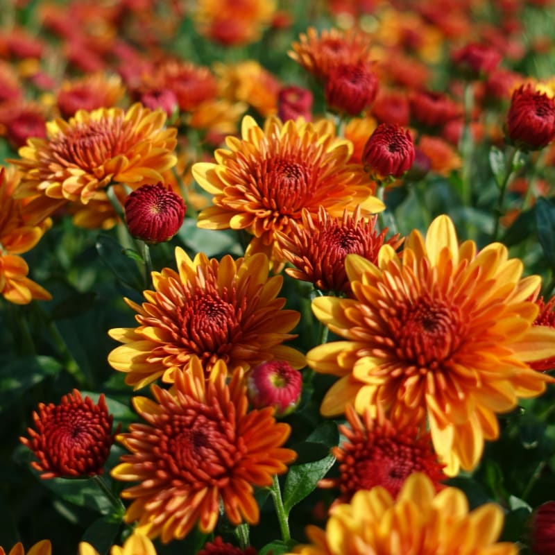 closeup photography of red-and-yellow petaled flowers