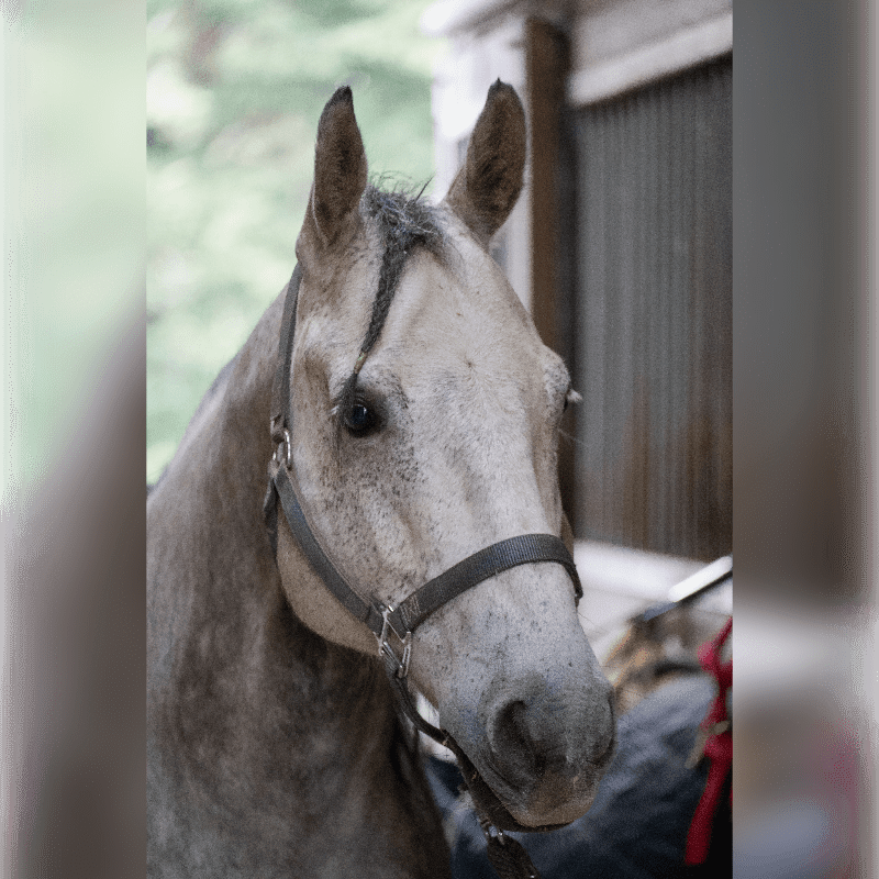 A dappled grey horse with a halter stands in the foreground, while a blurred stable interior with wooden beams and corrugated metal forms the background.
