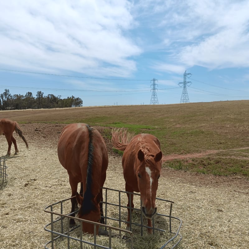 Two brown horses eat hay from a feeder in the foreground, with rolling hills and power lines stretching across the background under a cloudy sky.