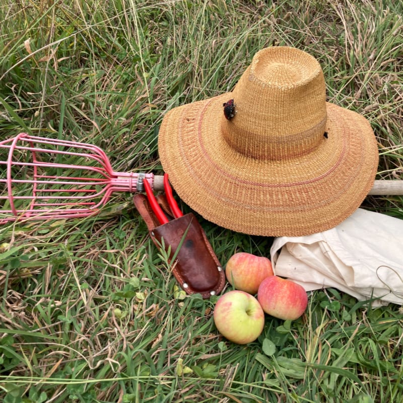 A straw hat, apple picker, pruning shears, and three apples rest on a grassy field with a cloth bag in the background.