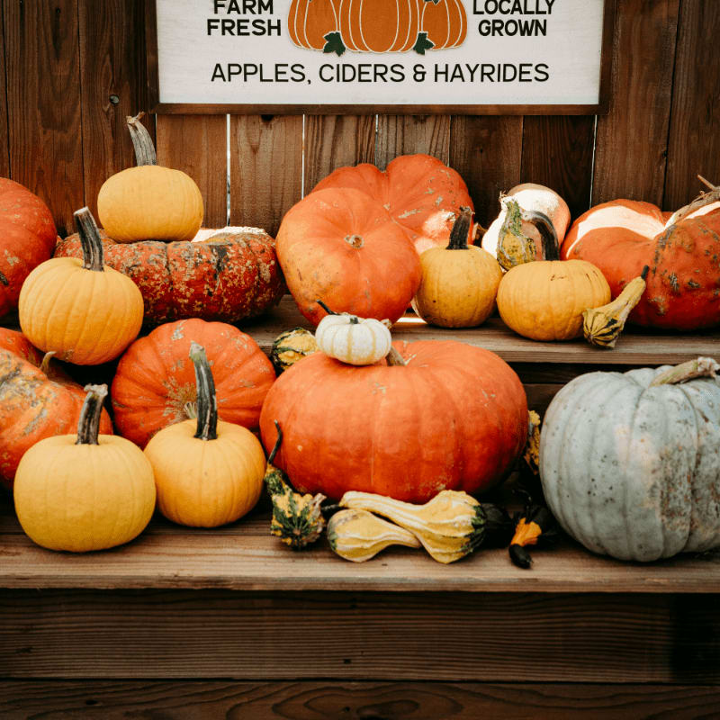 a group of pumpkins on a table