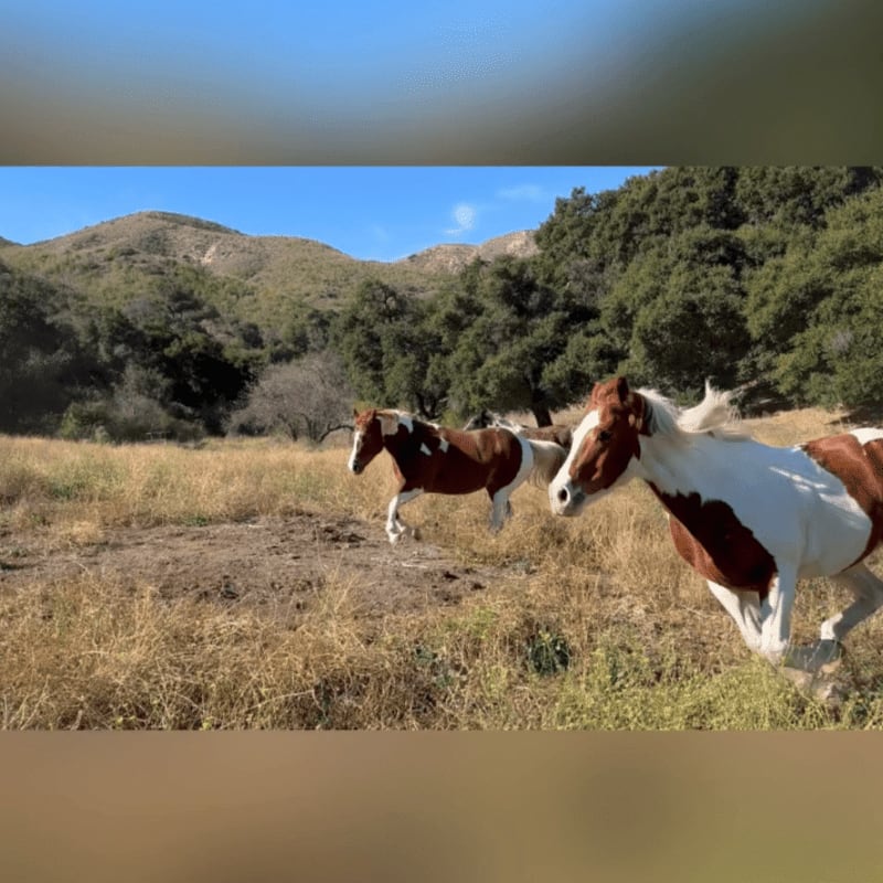 Two brown and white horses trot through a dry, grassy field with rolling, tree-covered hills and a clear blue sky in the background.