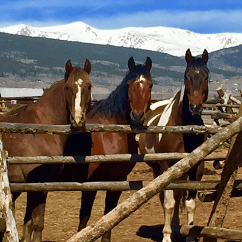 Three horses stand behind a wooden fence in a corral, with snow-capped mountains visible in the background under a blue sky.