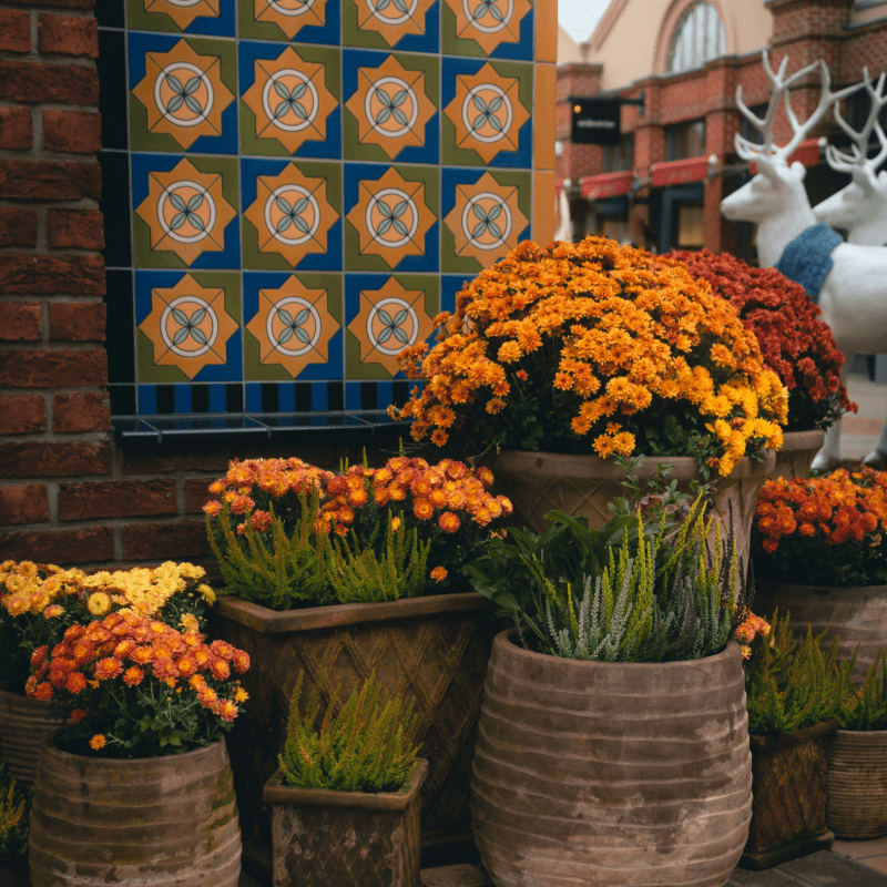 a bunch of flowers that are in some pots