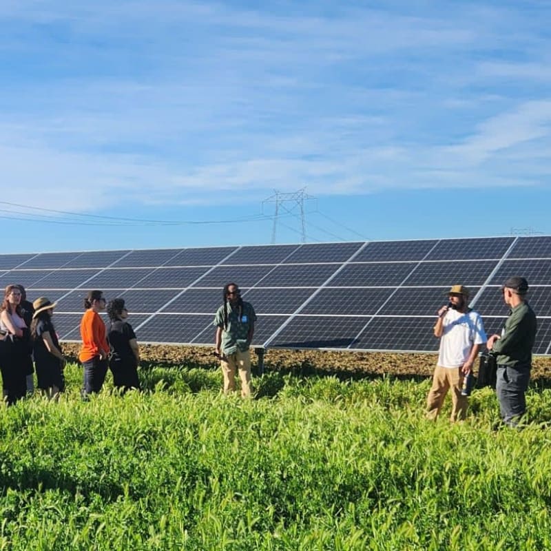 A group of people stand in a field of green grass, facing a long row of solar panels under a bright blue sky with power lines in the distance.