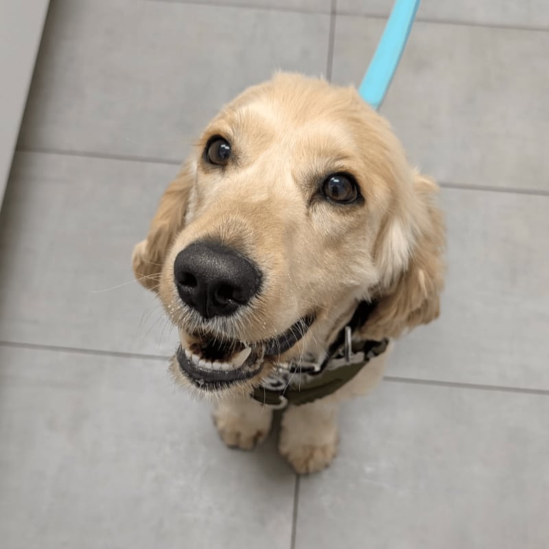 A golden retriever puppy with a happy expression looks up from a tiled floor, with a light blue leash visible above.