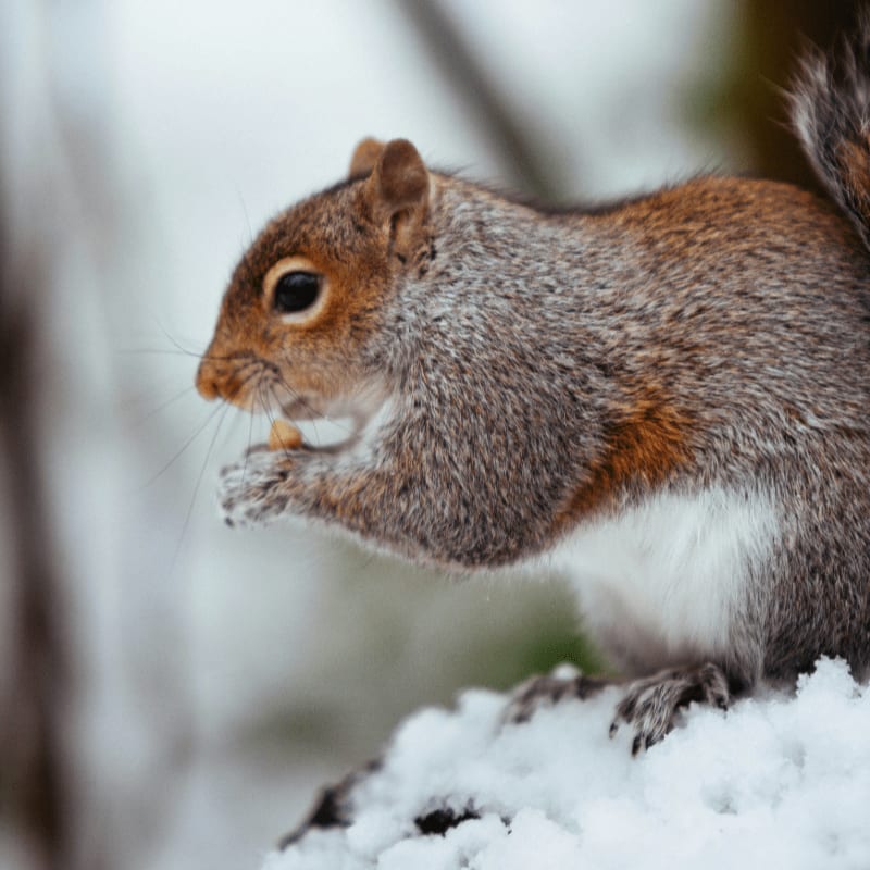 A grey squirrel eating a nut while perched on a snow covered branch