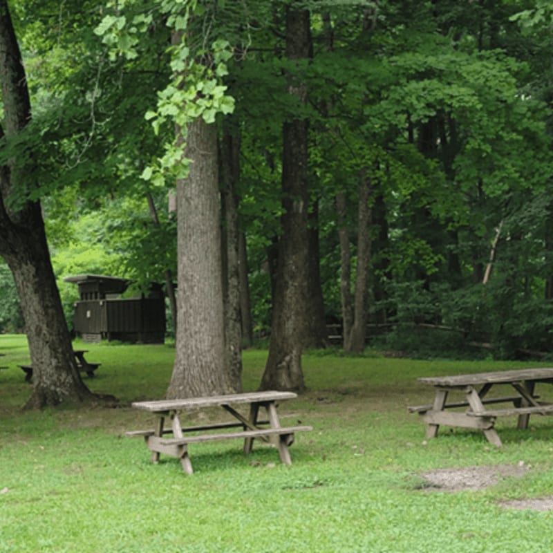Two wooden picnic tables sit on a grassy clearing in the foreground, with a dark wooden structure and dense green trees forming the background.
