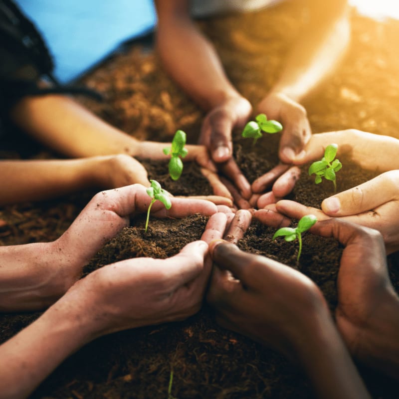 Hands of various skin tones cradle small green sprouts in dark soil, with a blurred, sunlit background.