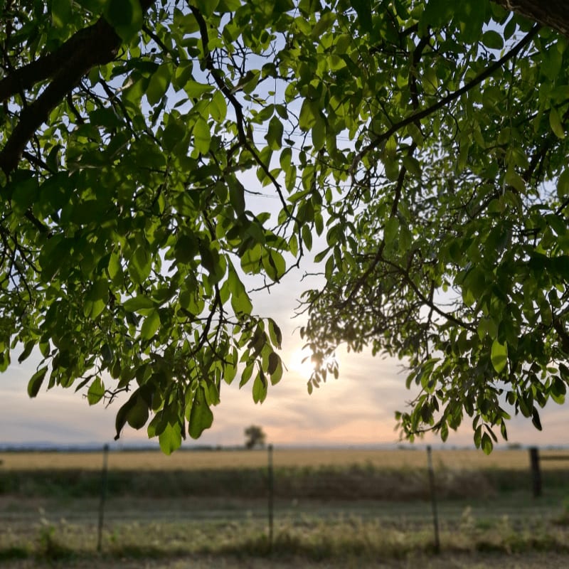 Lush green leaves frame a golden sunset over a field with a lone tree in the distance.