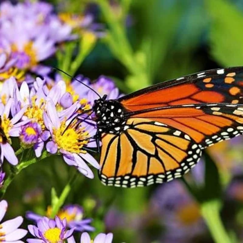 A monarch butterfly with orange and black wings sips nectar from a cluster of purple asters, with a soft green background.