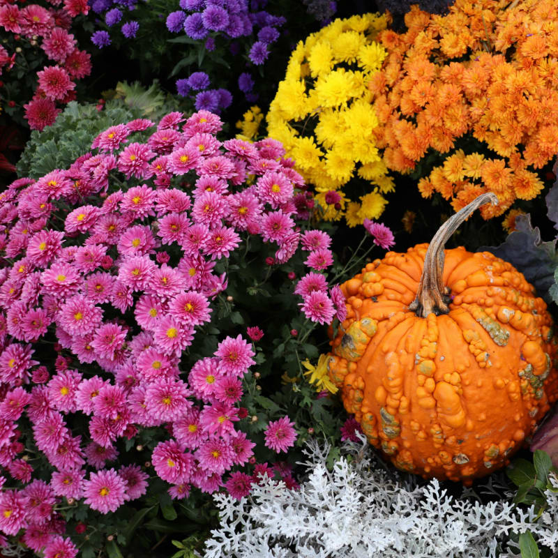 a group of colorful flowers
