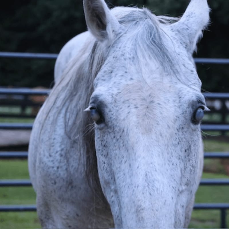 A close-up of a dappled gray horse's face is in the foreground, with a blurred background of a fence and trees.