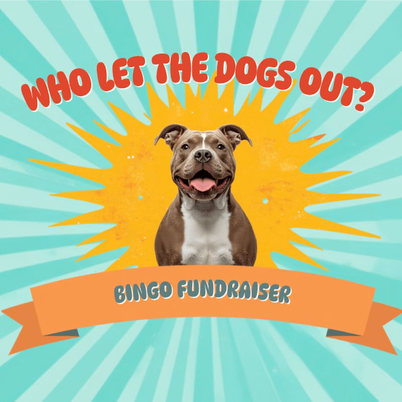 A happy pit bull with its tongue out is featured in the foreground against a bright yellow sunburst and a teal striped background, with an orange banner below that reads "BINGO FUNDRAISER" and red text above that asks "WHO LET THE DOGS OUT?".