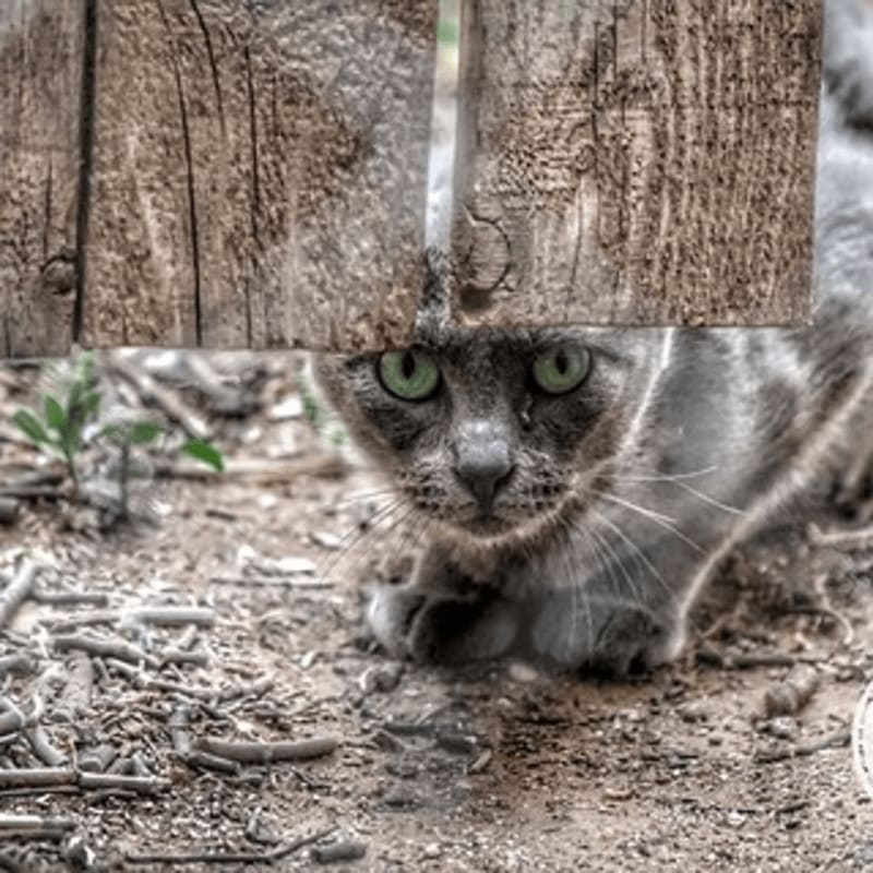 A gray cat with striking green eyes peeks through a weathered wooden fence, with dry leaves and dirt in the foreground and a hint of greenery in the background.