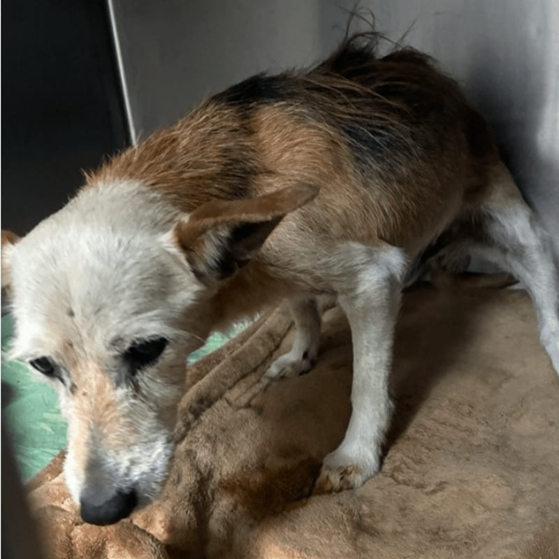 A scruffy terrier mix dog with white and brown fur stands on a tan blanket in the foreground, with a plain wall in the background.