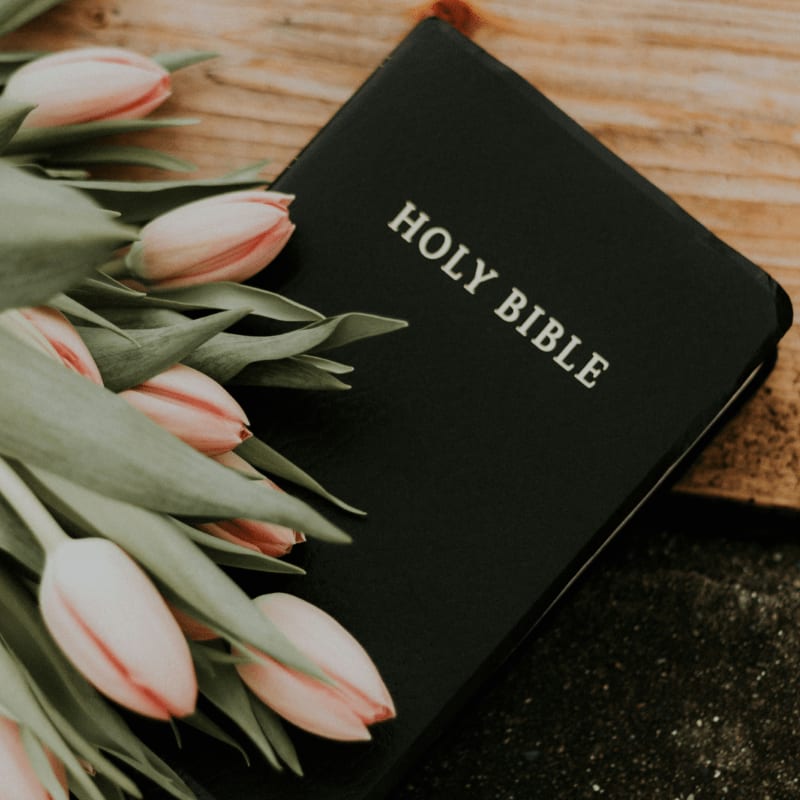 Holy Bible under pink tulips
