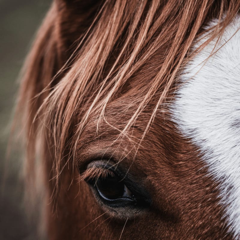 brown and white horse eye