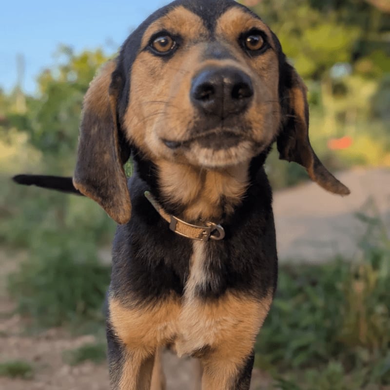 A medium-sized dog with brown and black fur stands in the foreground, looking directly at the camera, with a blurred background of greenery and a dirt path.