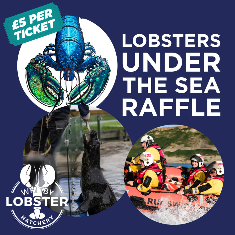 A vibrant blue lobster illustration and a "£5 PER TICKET" badge are in the upper left, while a seal being fed and a group in a raft are in the lower sections, all against a dark blue background promoting a "LOBSTERS UNDER THE SEA RAFFLE."