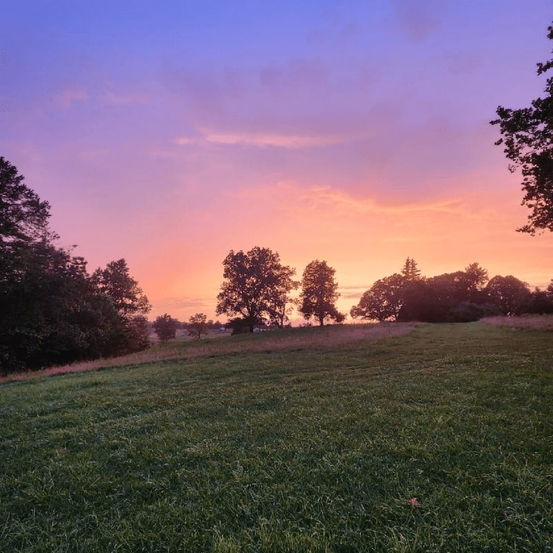 A grassy field stretches towards a line of trees silhouetted against a vibrant purple and orange sunset sky.
