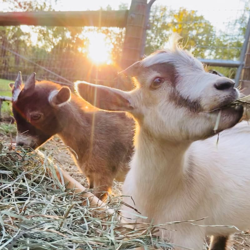 Two young goats are eating hay in the foreground, with a fence and trees bathed in the warm glow of the setting sun in the background.