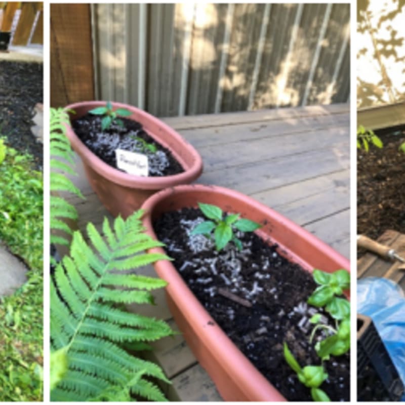 Young plants sprout in planters on a wooden deck, with ferns in the foreground and a wooden fence in the background.