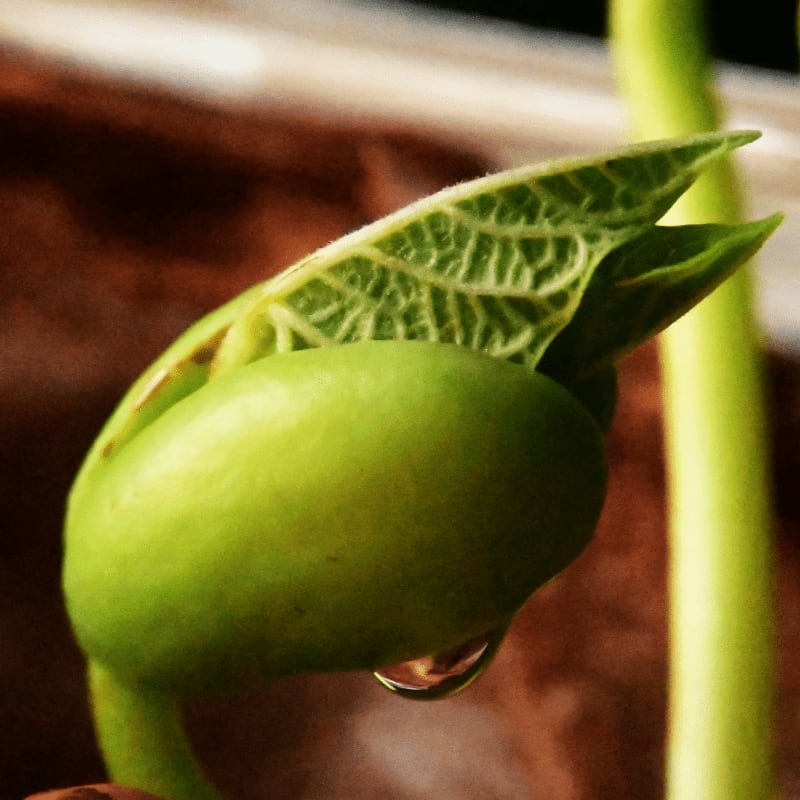 A tiny green bean sprout with a water droplet on its seed coat emerges from the soil, with blurred brown and green stems in the background.