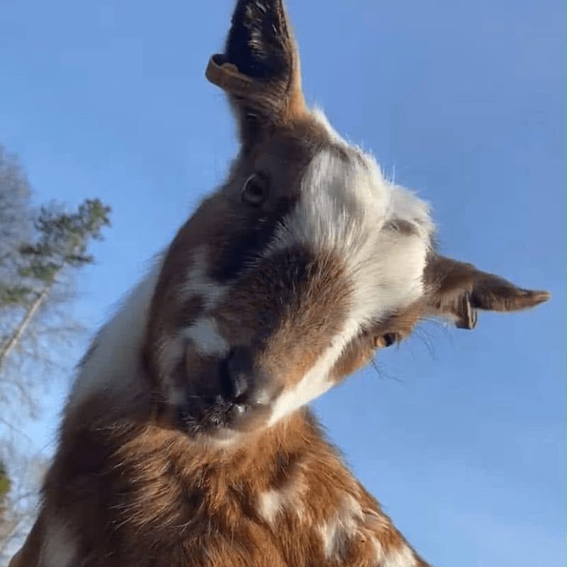 A curious goat with brown and white markings tilts its head in the foreground against a clear blue sky with trees in the background.