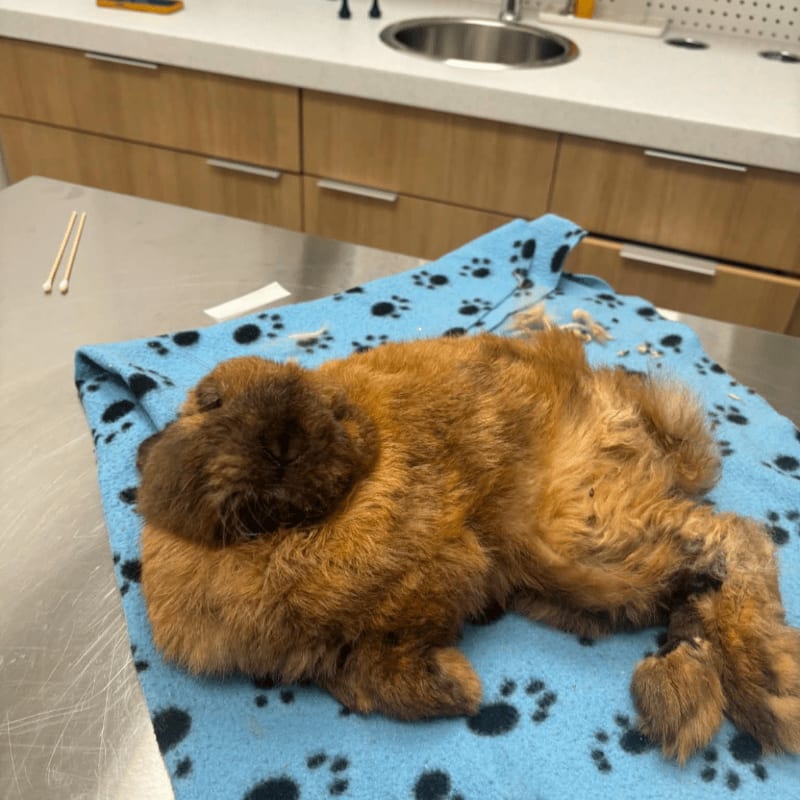 A fluffy brown dog rests on a blue paw-print blanket on a metal examination table, with a sink and cabinets visible in the background.