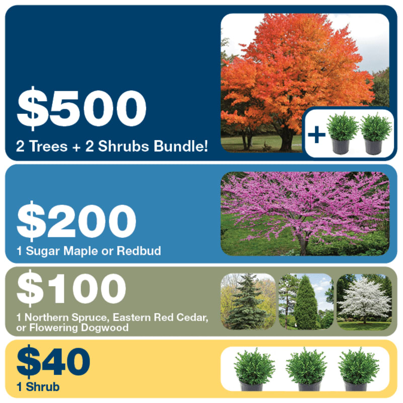 A vibrant orange maple tree and two potted shrubs are featured in the top section, while the bottom sections display a pink blooming tree, various evergreen and flowering trees, and three potted shrubs, all with associated prices.