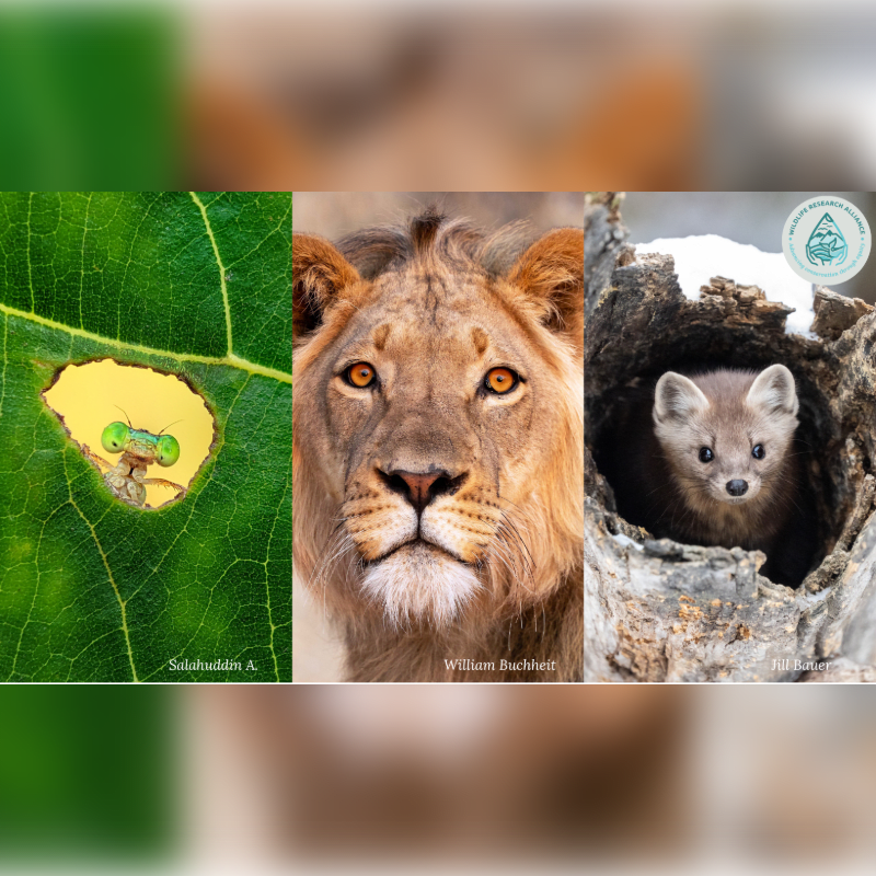 A close-up of a damselfly on a green leaf is on the left, a lion's face is in the center, and a pine marten peeks out of a hollow log on the right.