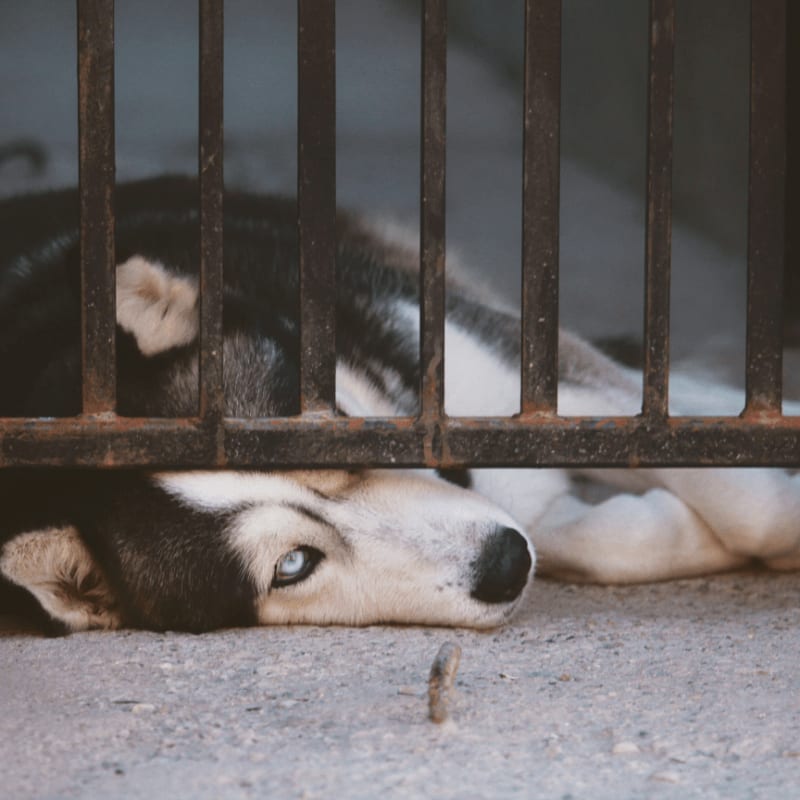 Siberian Husky lying near gate
