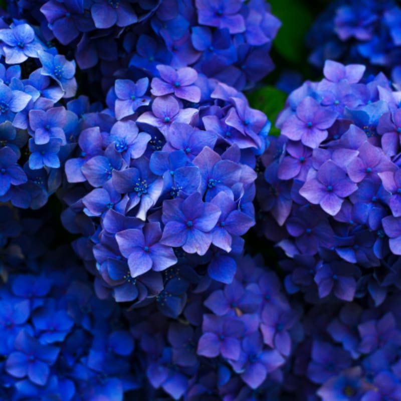 purple flowers