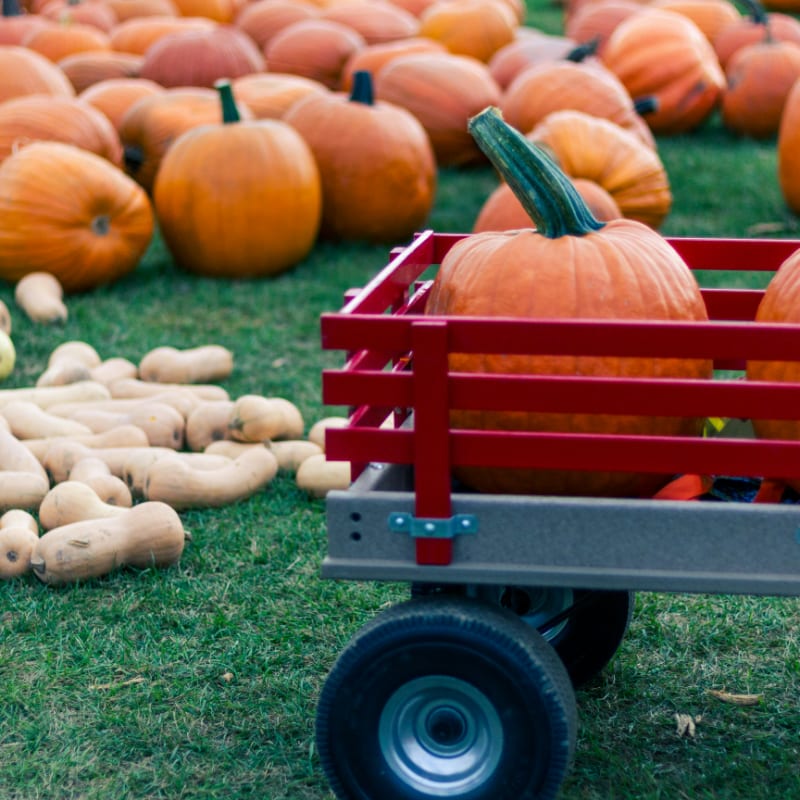 orange pumpkins on red utility trailer
