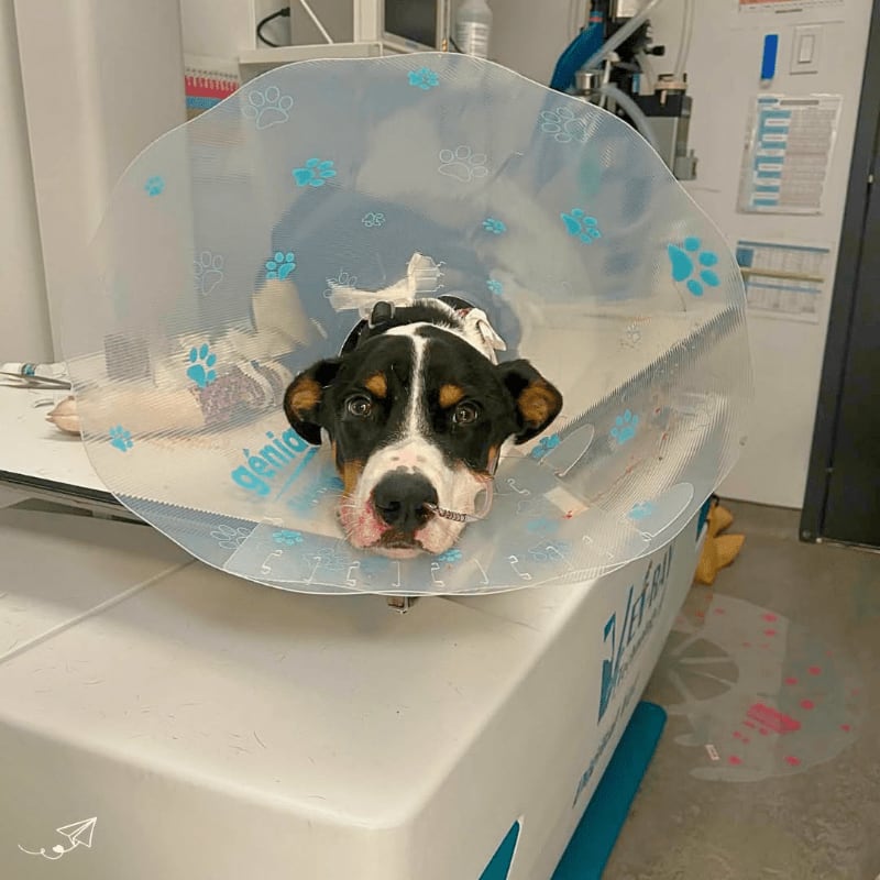 A black and white dog wearing a clear cone collar lies on a medical table with its paw bandaged, while medical equipment is visible in the background.