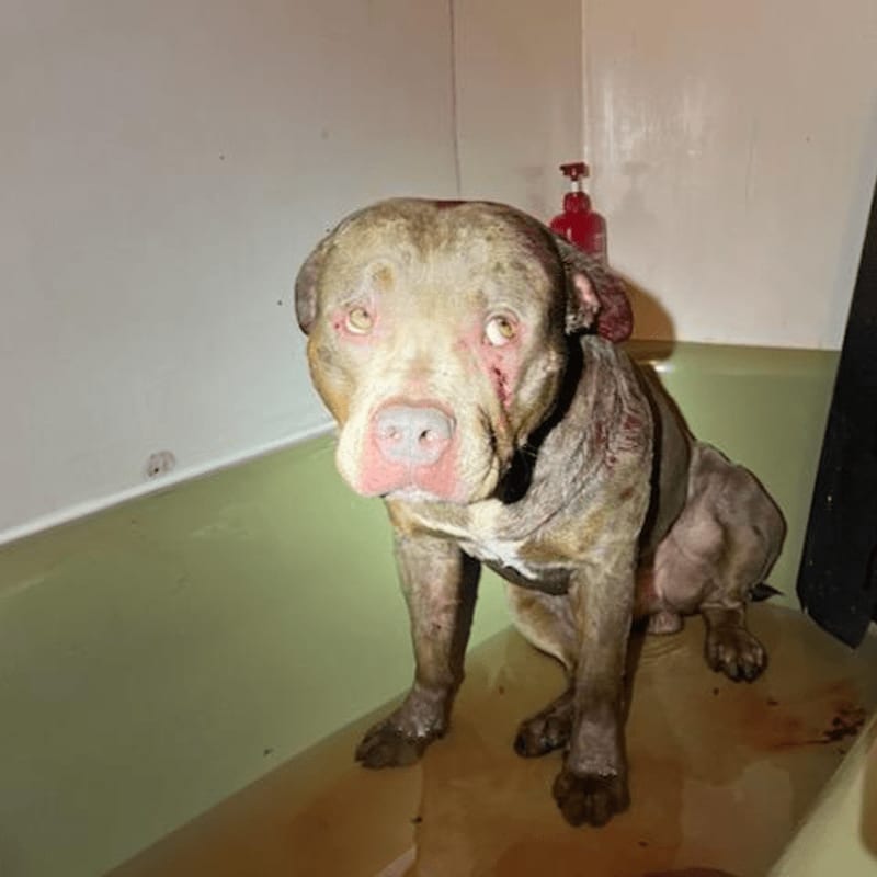 A distressed dog with visible injuries sits in a dirty bathtub, with a red soap dispenser visible on the wall behind it.