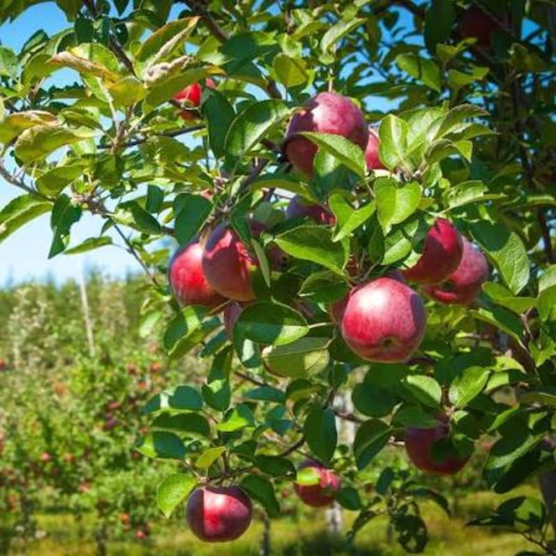 Ripe red apples hang from a leafy branch in the foreground, with an orchard of more apple trees visible in the soft-focus background under a clear blue sky.